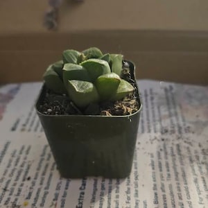 Lillie added a photo of their purchase