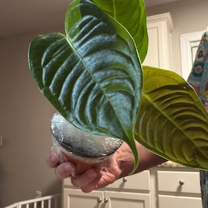 Alexandra added a photo of their purchase