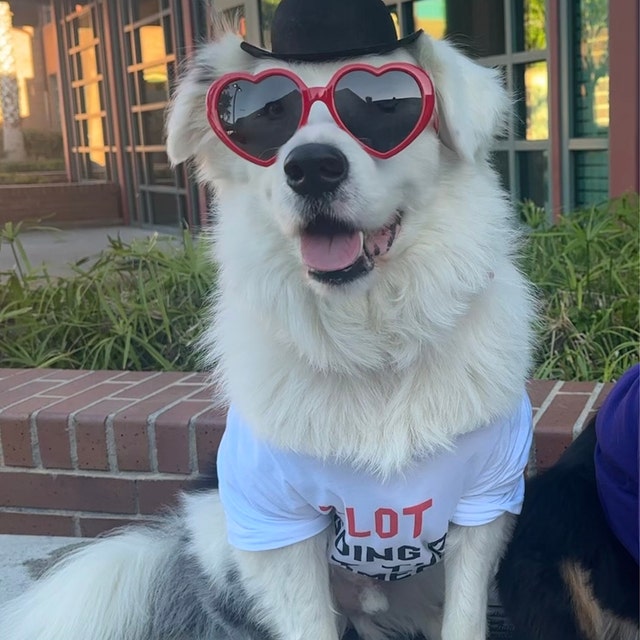 Bowler hat for dogs sales