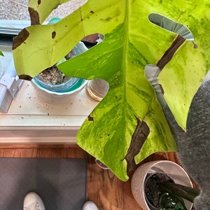 Naen added a photo of their purchase