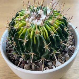 生きたサボテン - 珍しいサボテン - ステノカクタス マルチコスタタス