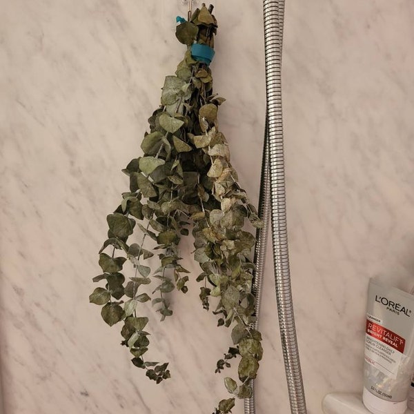 Fresh Eucalyptus Shower Bundle | Eucalyptus Plant | Fresh Eucalyptus ...