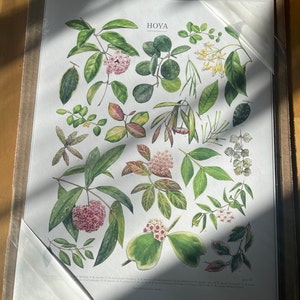Hoya Species Print Houseplant Varieties ID Chart Featuring 