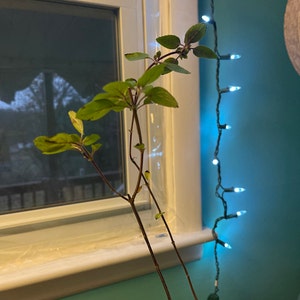 Patti added a photo of their purchase