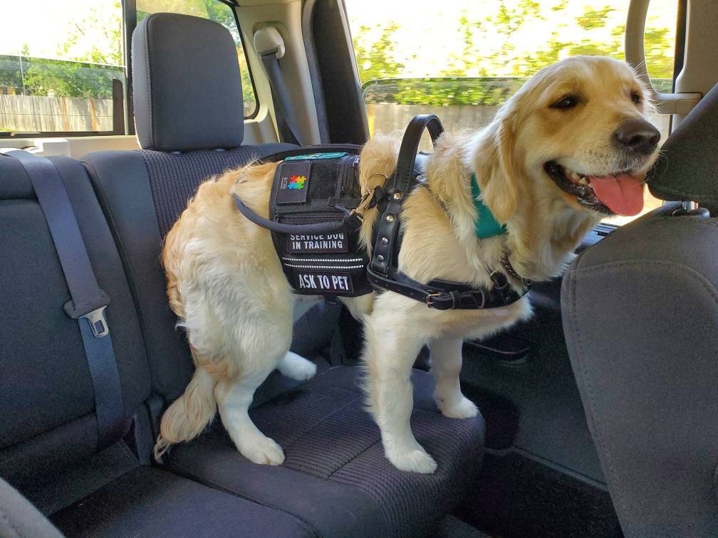 Service Dog Harness, Black Leather Service Harness, Full Adjustable