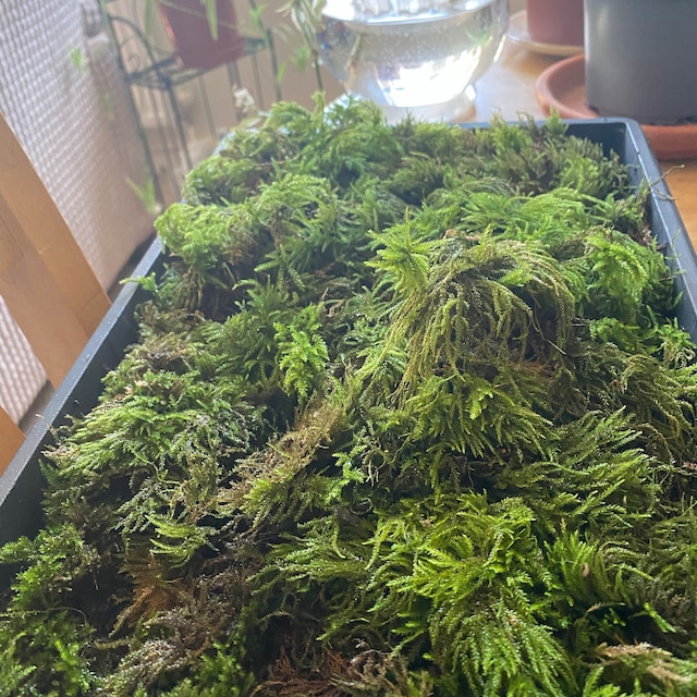 Natural Moss Small Plant Live Moss for Terrarium Moss for Bonsai