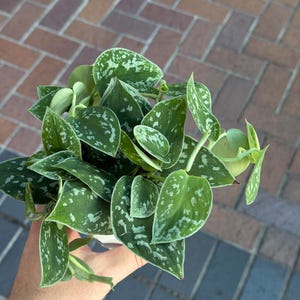 August added a photo of their purchase