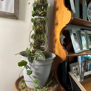 Kate added a photo of their purchase