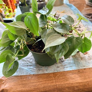 Mz added a photo of their purchase