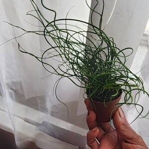 Josefina added a photo of their purchase