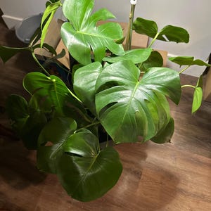 Daphne added a photo of their purchase