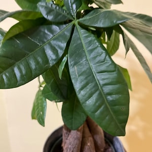 Betty added a photo of their purchase