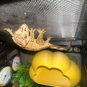 Kate さんが購入した商品の写真を追加しました