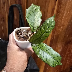 Mary added a photo of their purchase