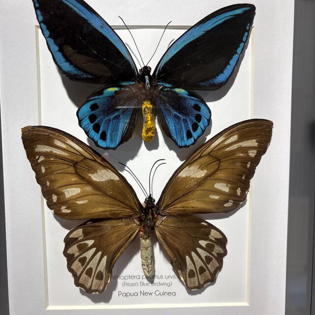 Framed Blue Birdwing Butterfly: Ornithoptera Priamus Urvillianus
