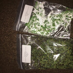 Cryptocoryne Wendtii 'Red' Live Aquarium Plants - Buy 2 Get 1 Free! Beginner Friendly Freshwater Plant