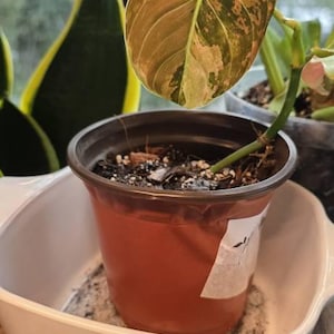 Lauren added a photo of their purchase