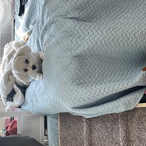 Strong 36 Ramp With or W/O Traction Bumps, FREE SHIP Dog Cat Pet, Dog ...