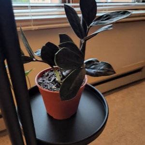 Zamioculcas (ZZ Palm) | Pesches Flowers & Garden Center