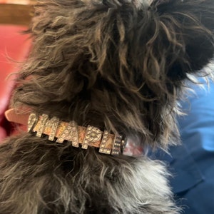 xs dog bow tie