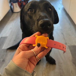 Meagan added a photo of their purchase