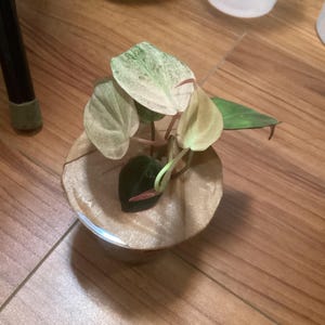 Tsui added a photo of their purchase