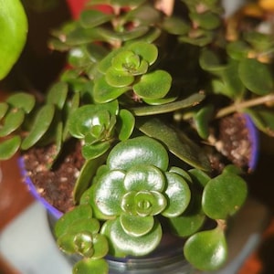 Andrea ha añadido una foto de su compra