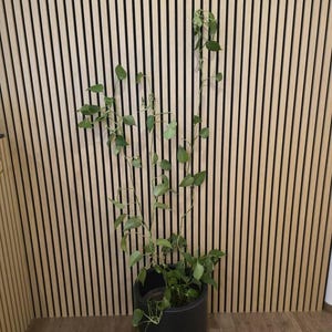 Karin added a photo of their purchase