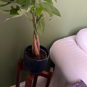 Lillie added a photo of their purchase