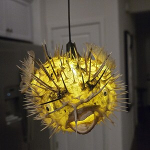 大型フグ剥製 - 吊り下げ可能なフグの展示 - Etsy 日本