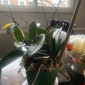 Kiara added a photo of their purchase
