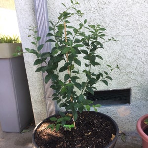 Eureka Lemon Tree 1-2 Year Old 1-2 Ft Potted 3 Year | Etsy