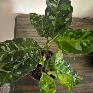 Rachel added a photo of their purchase