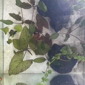 BUY 2 GET 1 FREE - Bucephalandra (Buce) Live Aquarium Plant Rhizomes - Freshwater, Tropical 12 thumbnail image