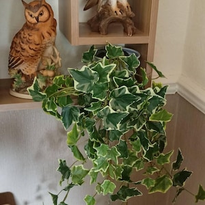 David added a photo of their purchase