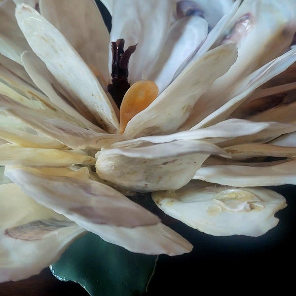 Oyster Shell Magnolia Blossom, Hand Painted, Southern Charm Gifts ...