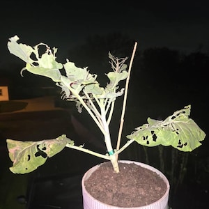 Paula a ajouté une photo de son achat