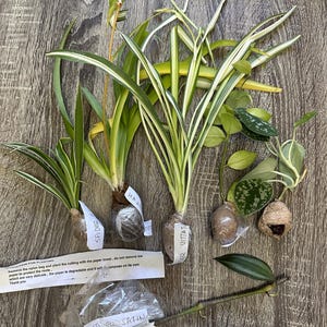 Monica added a photo of their purchase