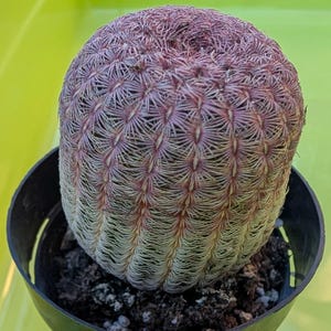 Kevin added a photo of their purchase