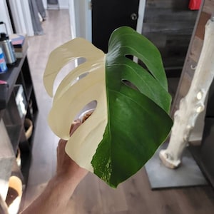 omar added a photo of their purchase