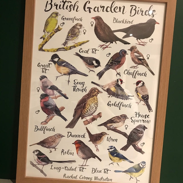 British Garden Birds Identification Print Featuring Common Birds Seen in Gardens