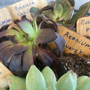 Lauren added a photo of their purchase