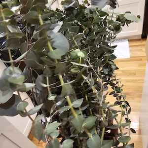Mel added a photo of their purchase