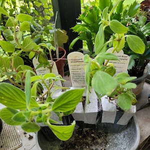 Etsy-Käufer:in hat ein Foto des gekauften Artikels hinzugefügt