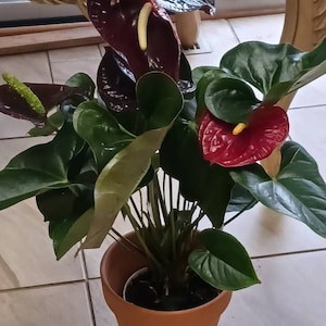 Laura ha añadido una foto de su compra