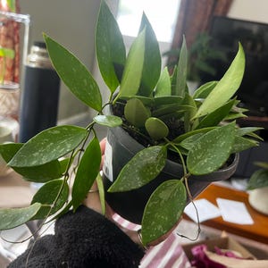 Holly added a photo of their purchase