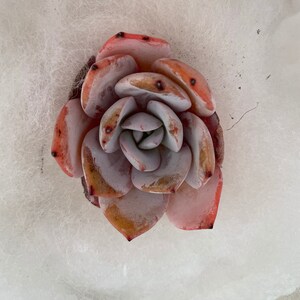 Selina added a photo of their purchase