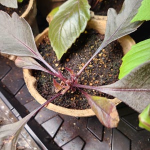 Nicole ha añadido una foto de su compra