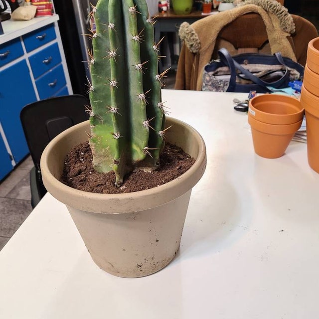 Peruvian Apple Cactus, Cereus Repandus, Live Plant - Etsy 日本