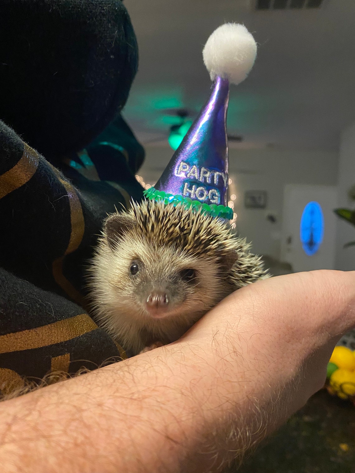 Customer photo of a pet with the First Birthday hat and matching tie or bow
